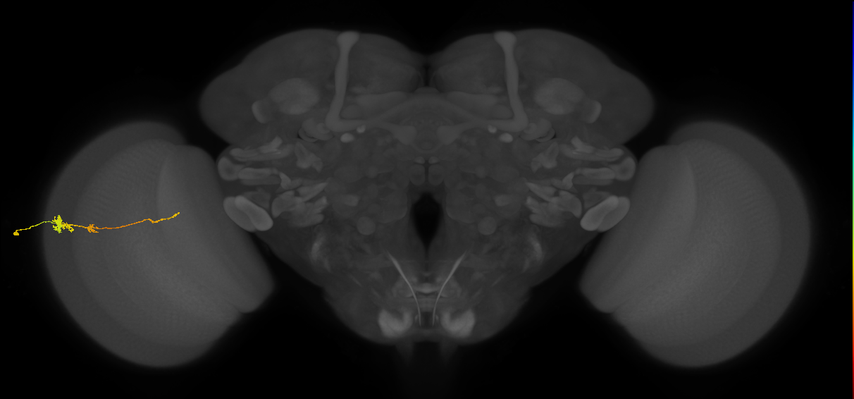 Tm4_L (MaleCNS:84282)