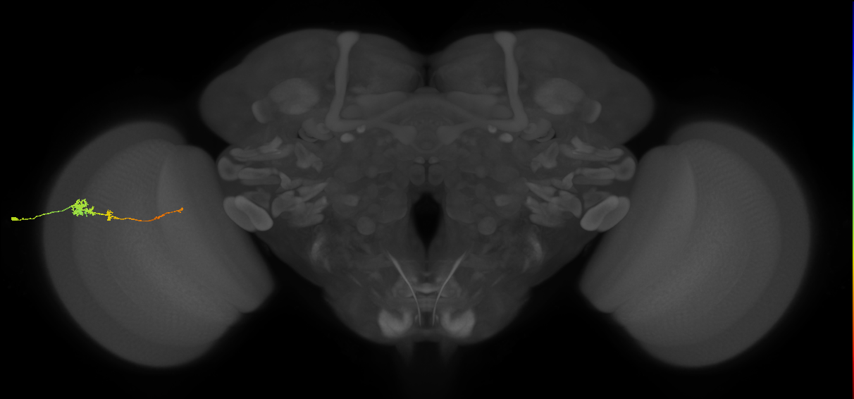 Tm4_L (MaleCNS:72947)