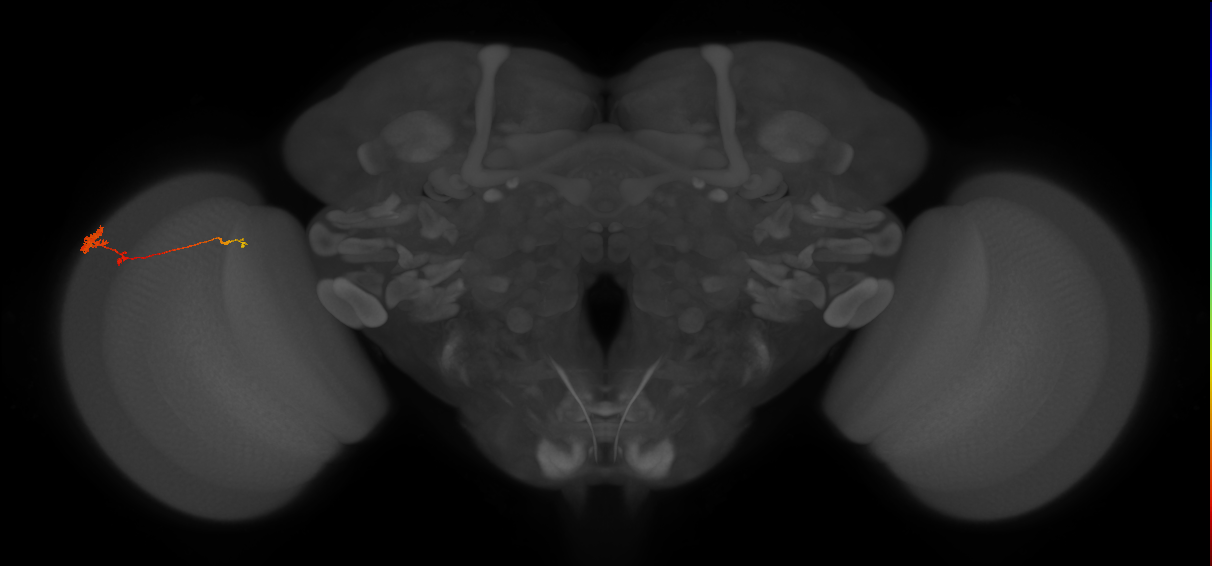 Tm4_L (MaleCNS:93711)