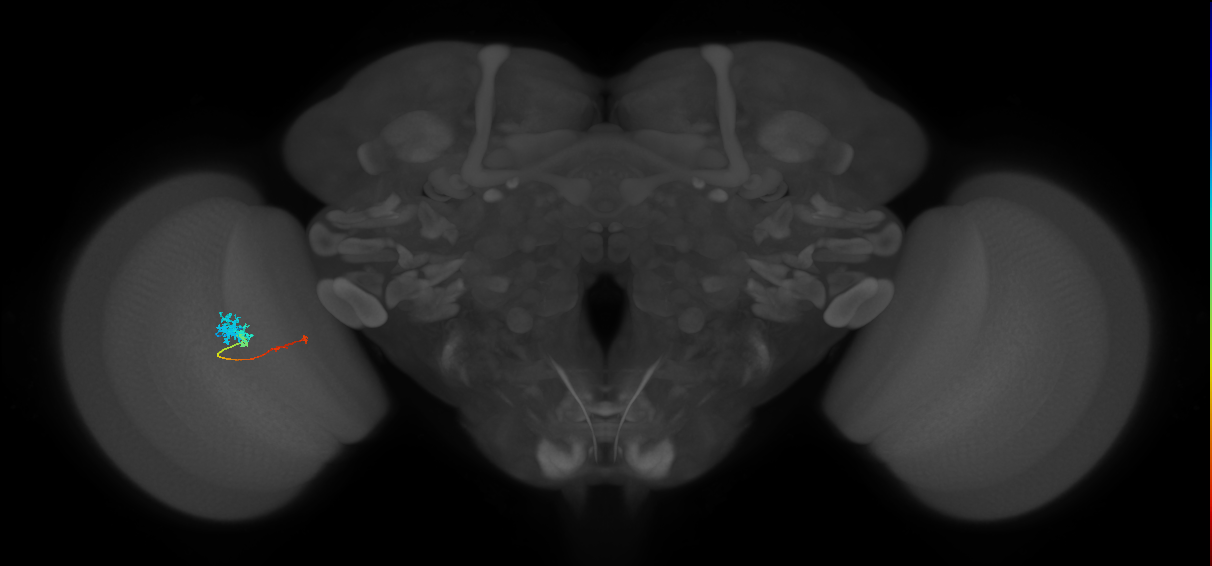 Tm4_L (MaleCNS:526102)