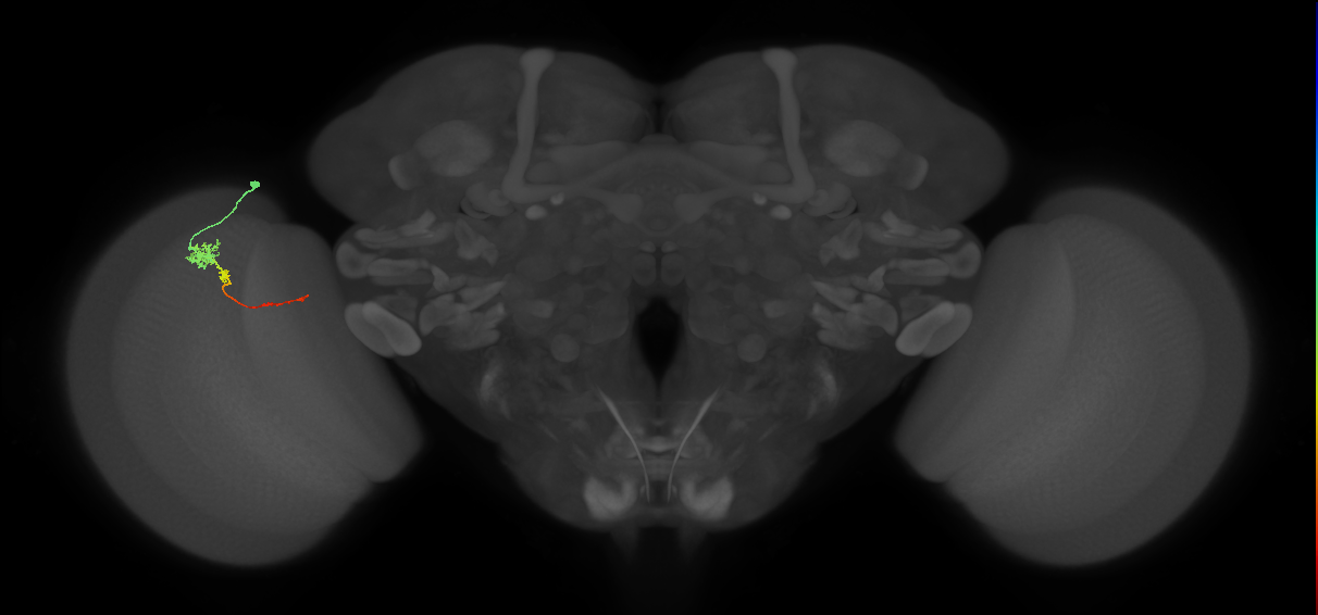 Tm4_L (MaleCNS:132681)