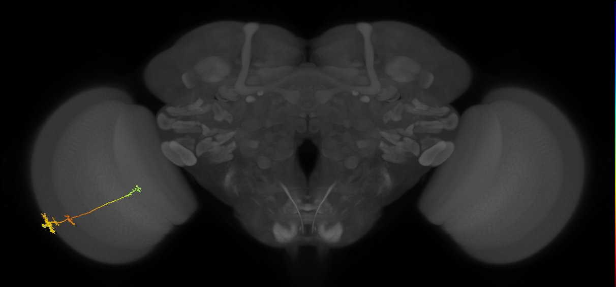 Tm4_L (MaleCNS:541744)