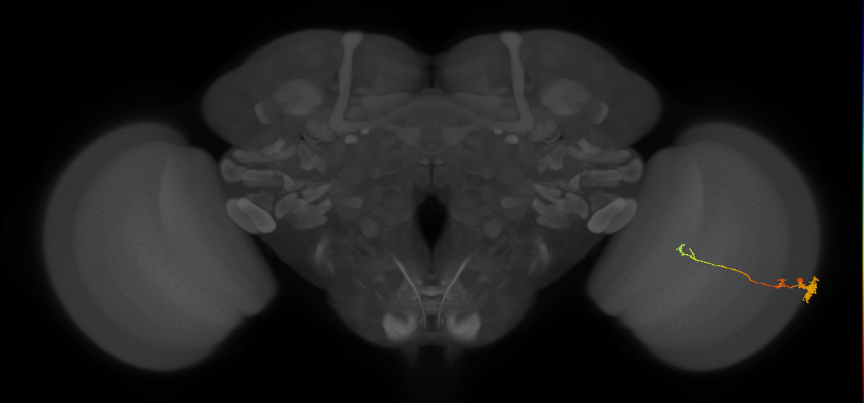 Tm4_R (MaleCNS:71859)
