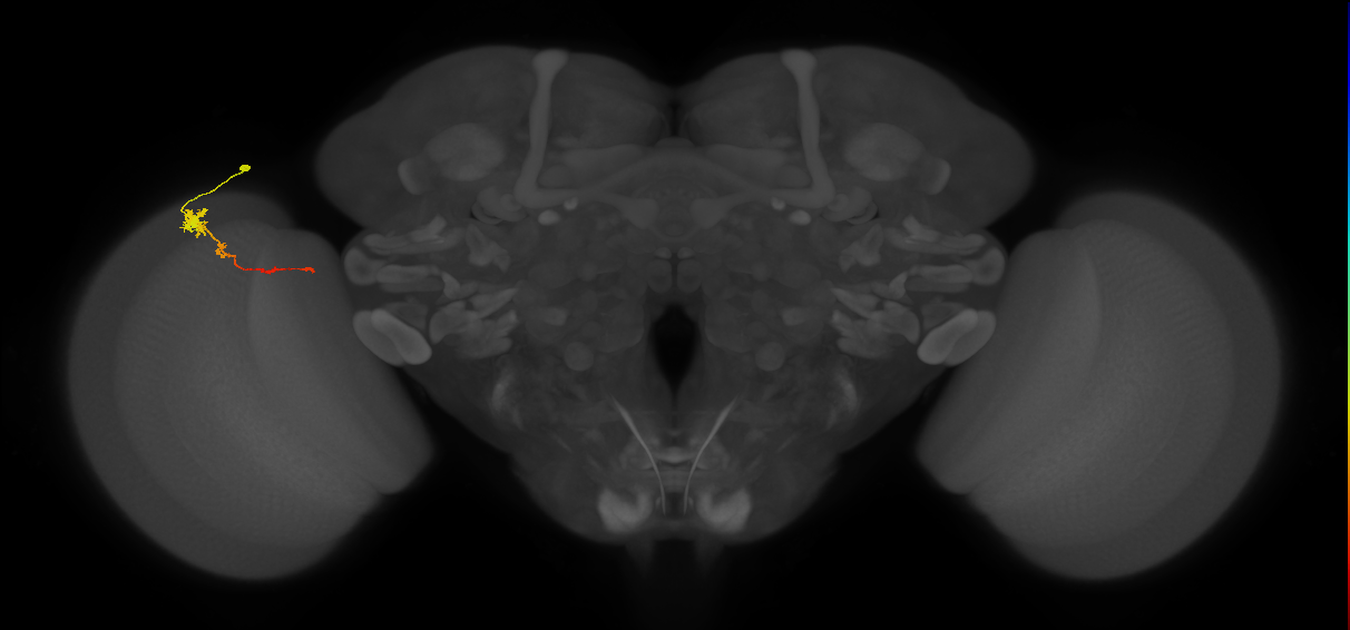 Tm4_L (MaleCNS:537533)
