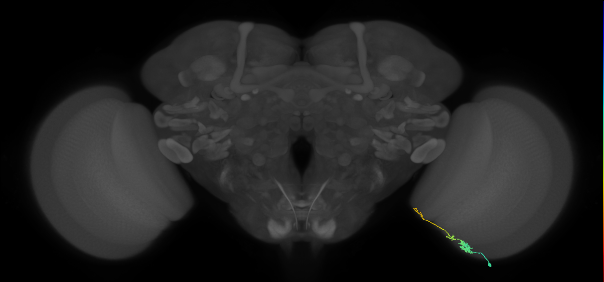 Tm4_R (MaleCNS:110576)