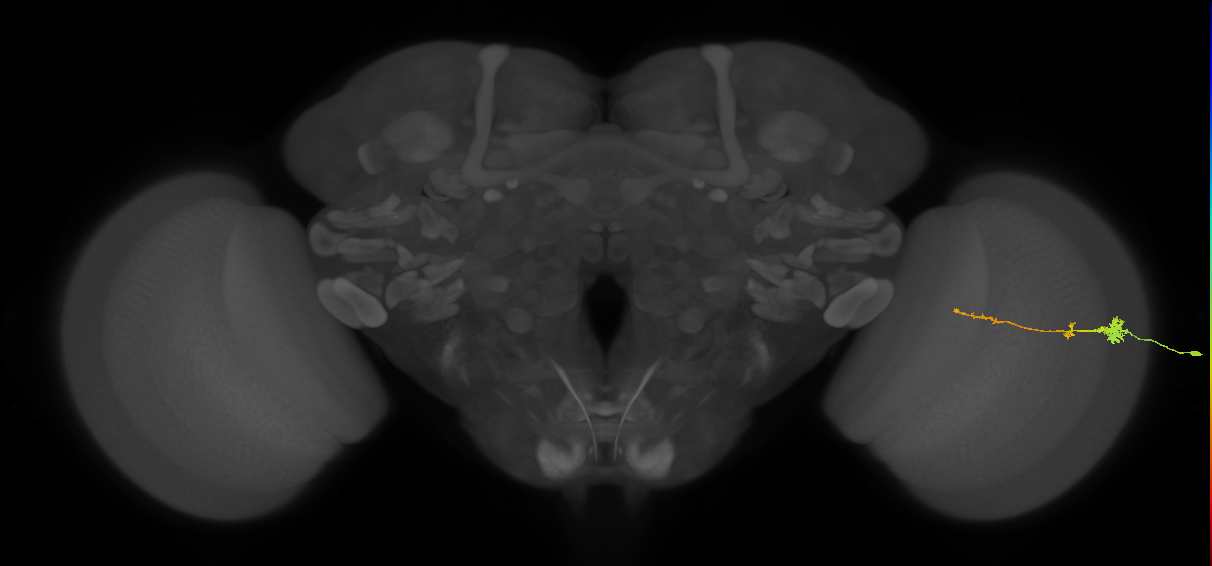 Tm4_R (MaleCNS:113621)