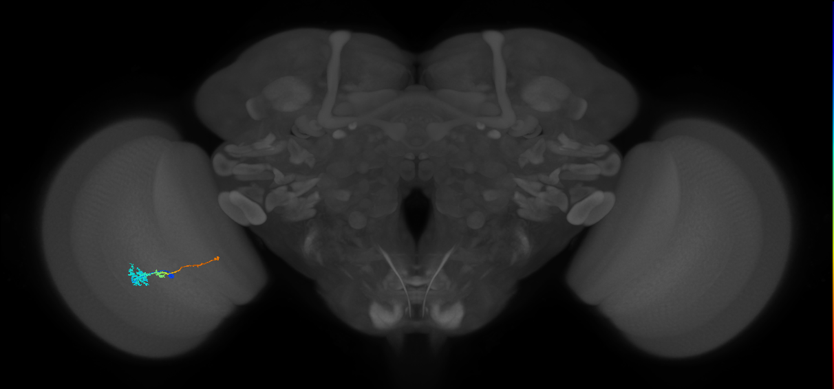 Tm4_L (MaleCNS:521794)