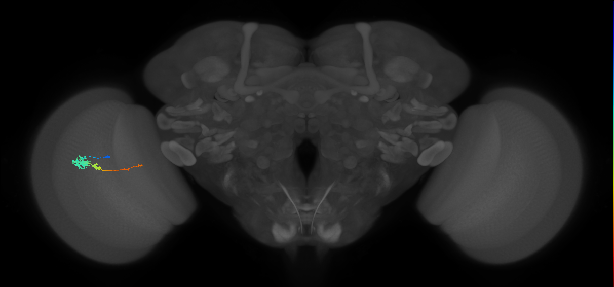 Tm4_L (MaleCNS:535529)