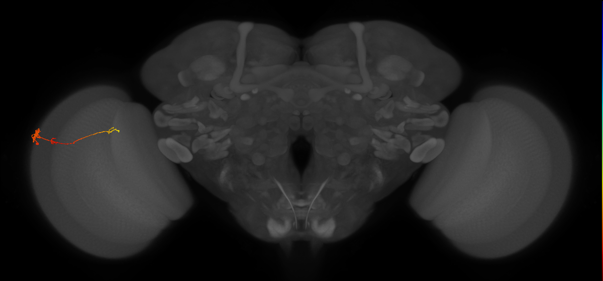 Tm4_L (MaleCNS:127079)