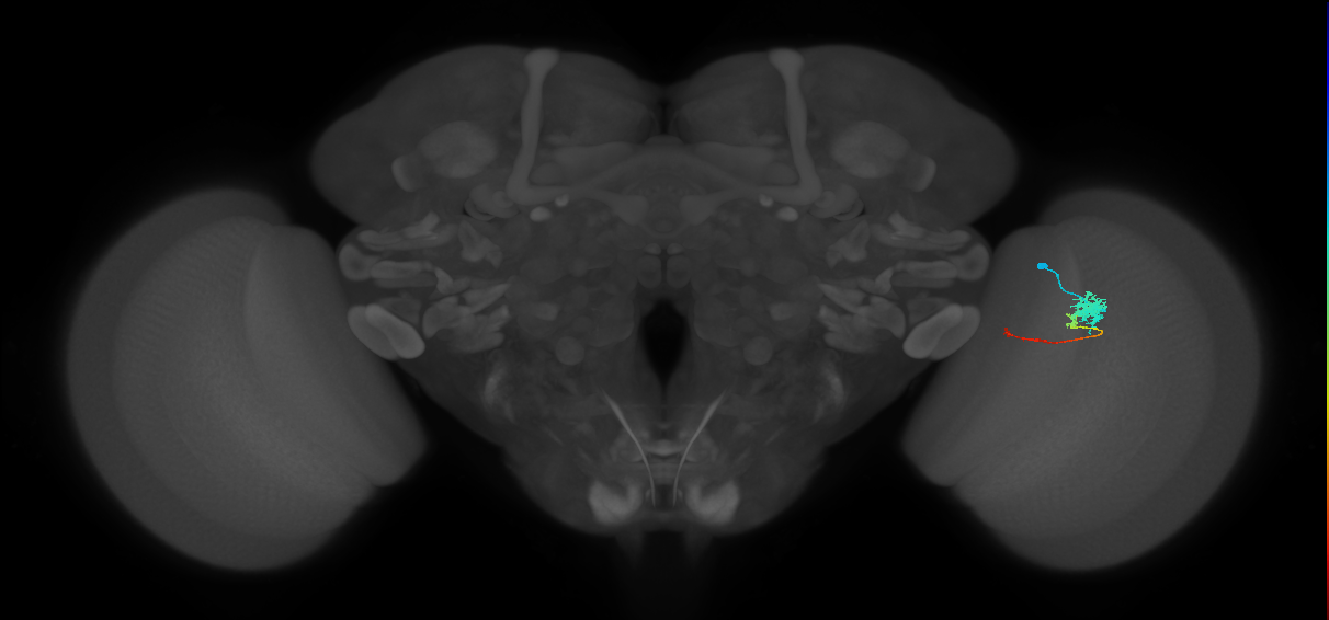 Tm4_R (MaleCNS:532716)