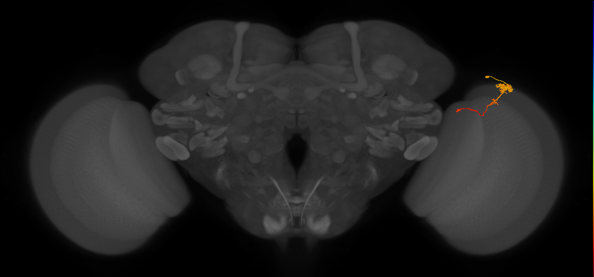 Tm4_R (MaleCNS:81692)