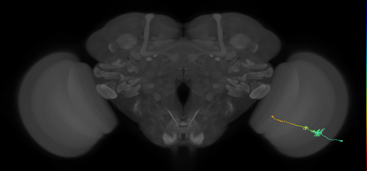 Tm4_R (MaleCNS:70345)