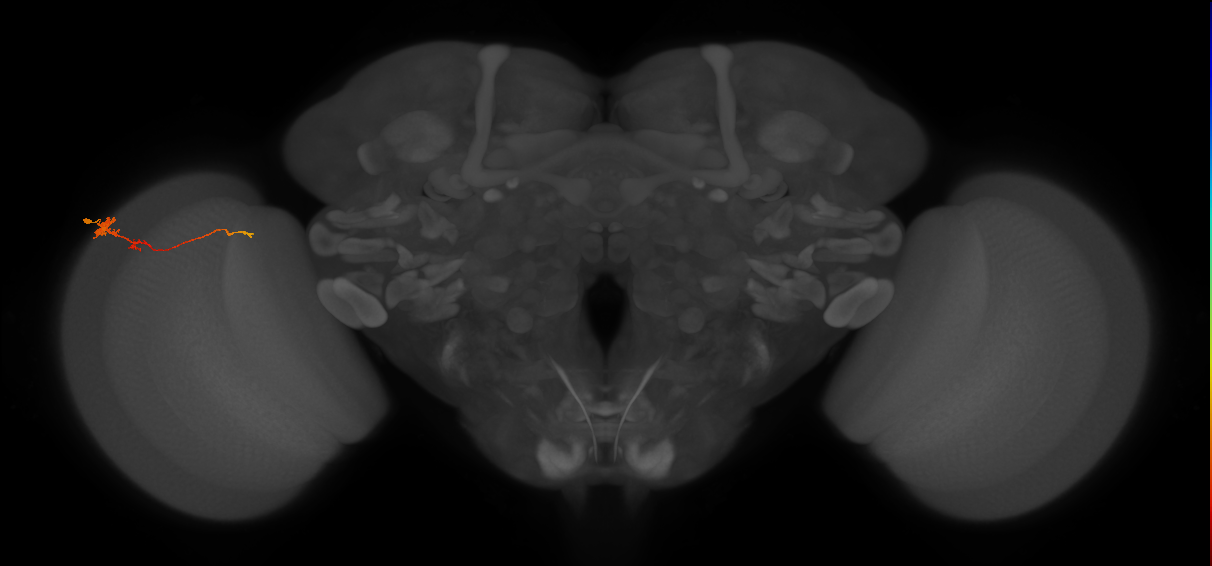 Tm4_L (MaleCNS:93193)