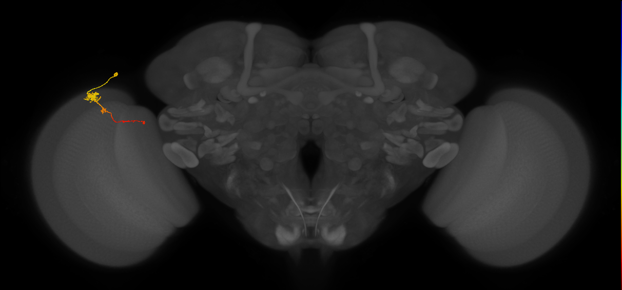 Tm4_L (MaleCNS:141875)