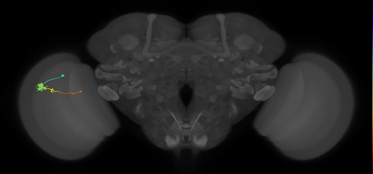 Tm4_L (MaleCNS:532554)