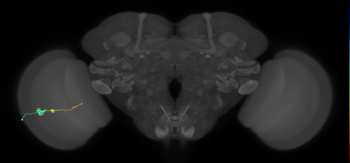 Tm4_L (MaleCNS:55559)