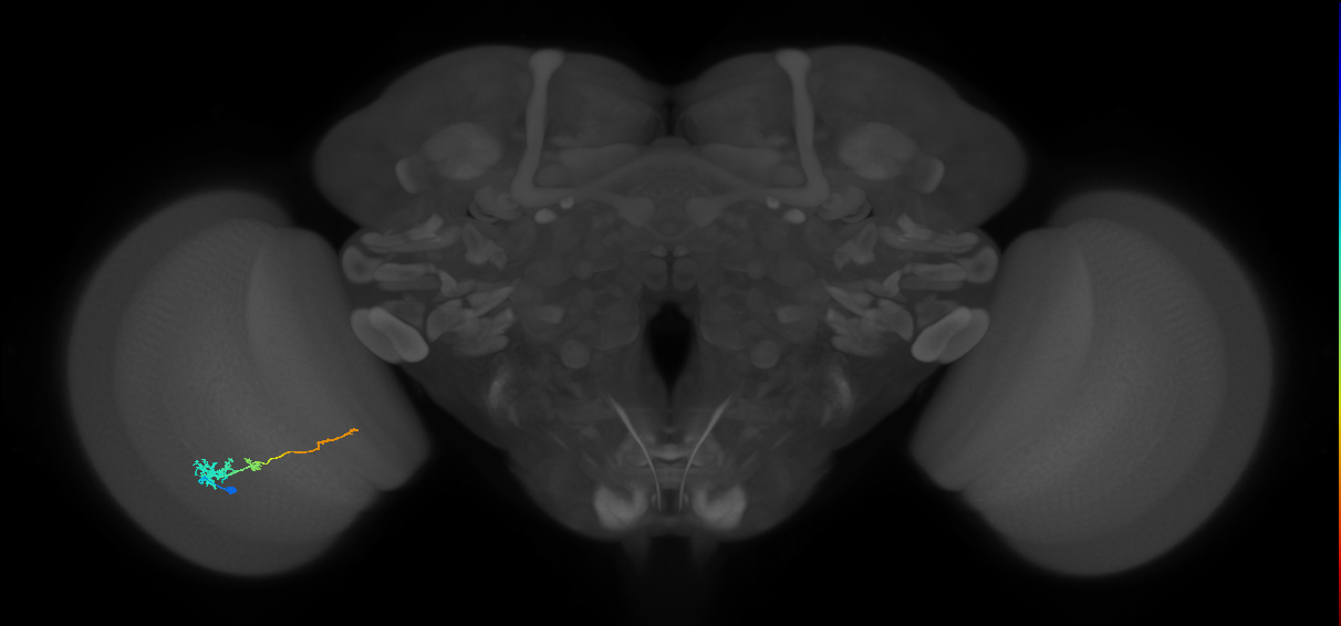 Tm4_L (MaleCNS:77215)
