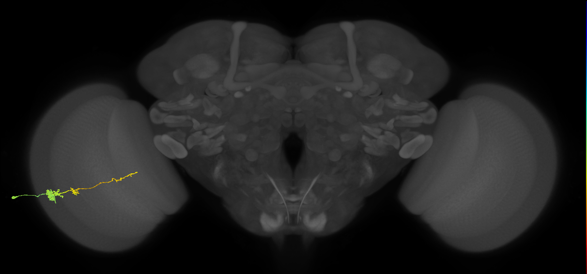 Tm4_L (MaleCNS:70745)