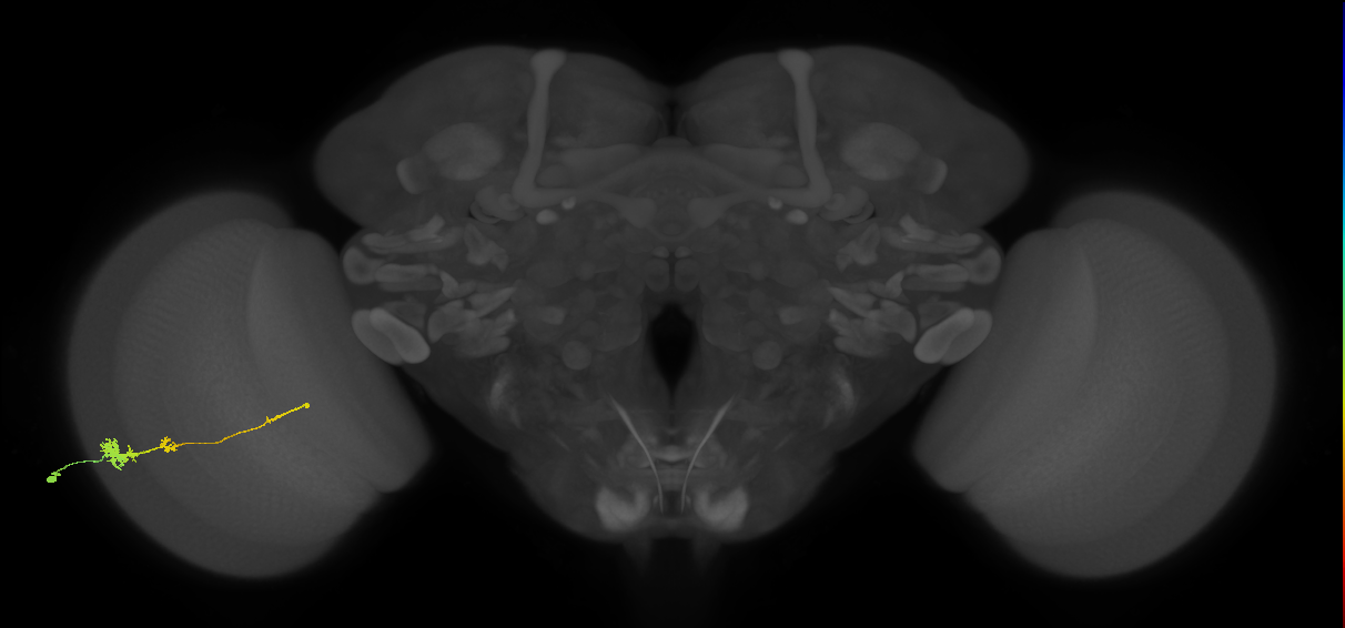Tm4_L (MaleCNS:63663)