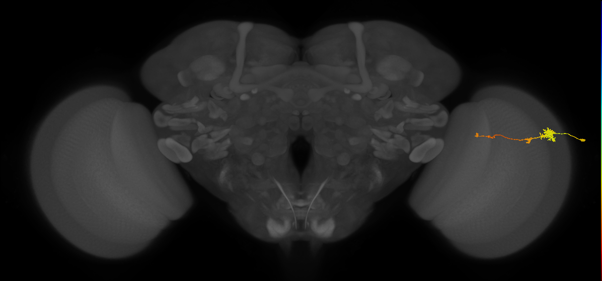 Tm4_R (MaleCNS:82493)