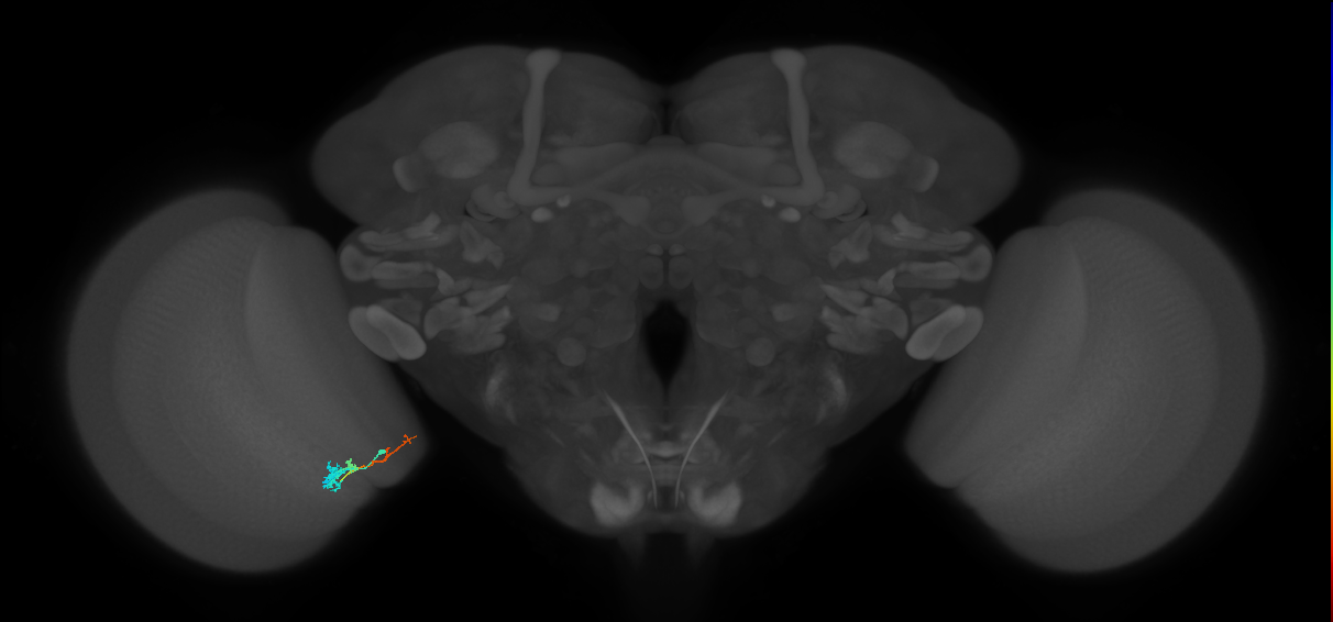 Tm4_L (MaleCNS:549238)