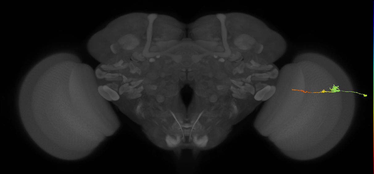 Tm4_R (MaleCNS:85651)