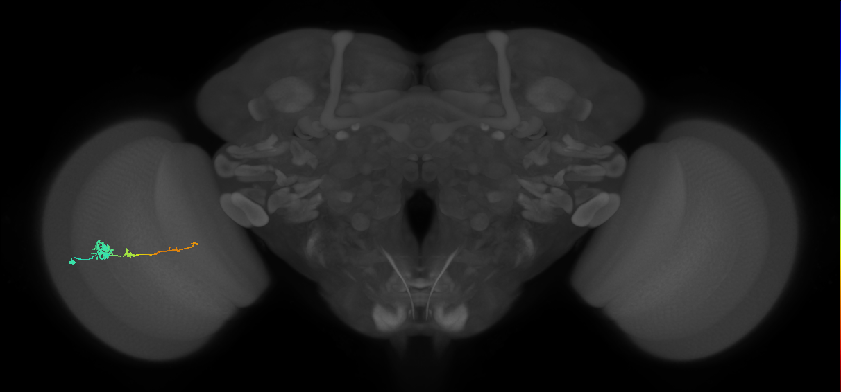 Tm4_L (MaleCNS:51806)