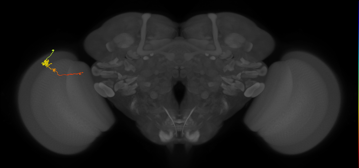Tm4_L (MaleCNS:90265)