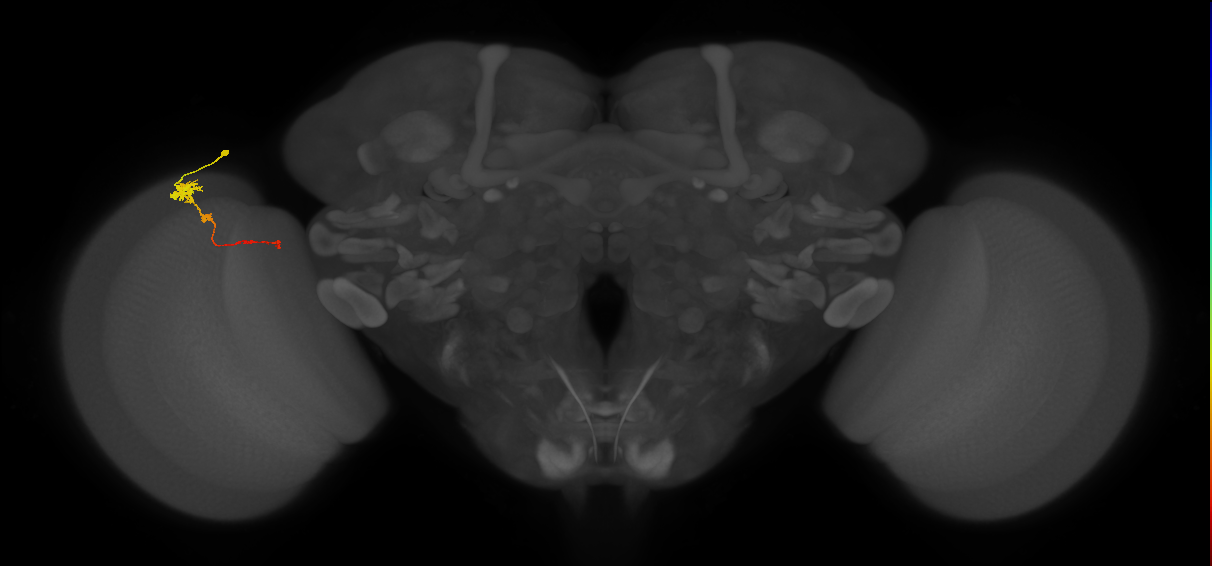 Tm4_L (MaleCNS:134126)