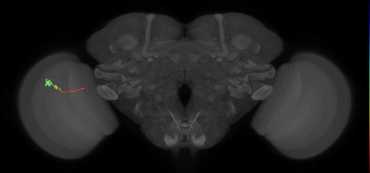 Tm4_L (MaleCNS:545816)