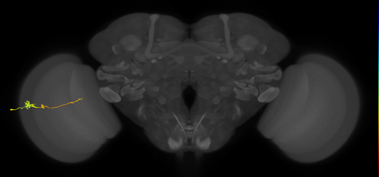 Tm4_L (MaleCNS:63174)