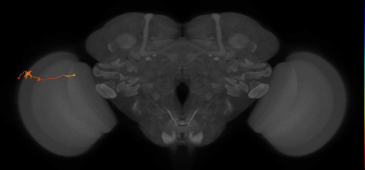 Tm4_L (MaleCNS:86292)