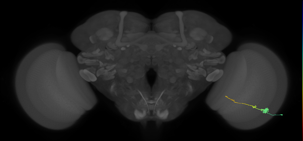 Tm4_R (MaleCNS:81402)