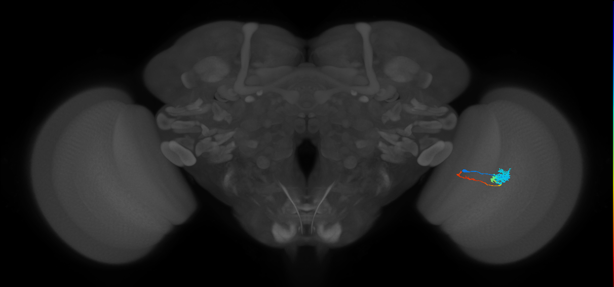 Tm4_R (MaleCNS:65520)