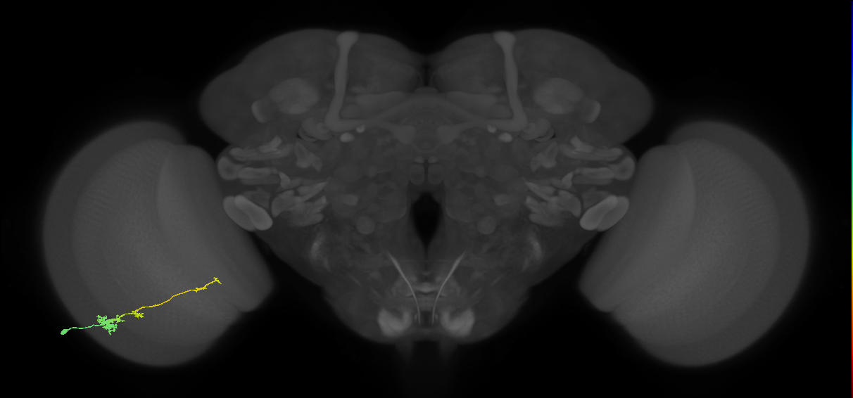 Tm4_L (MaleCNS:44612)