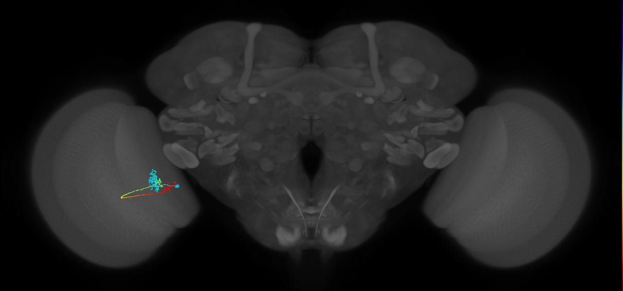 Tm4_L (MaleCNS:303431)