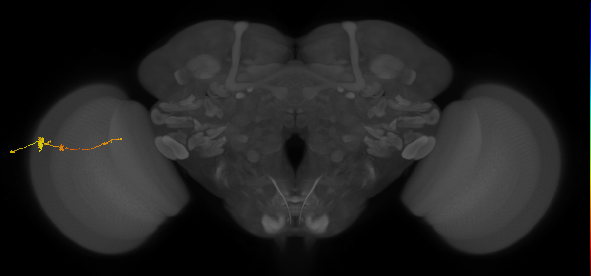 Tm4_L (MaleCNS:71554)