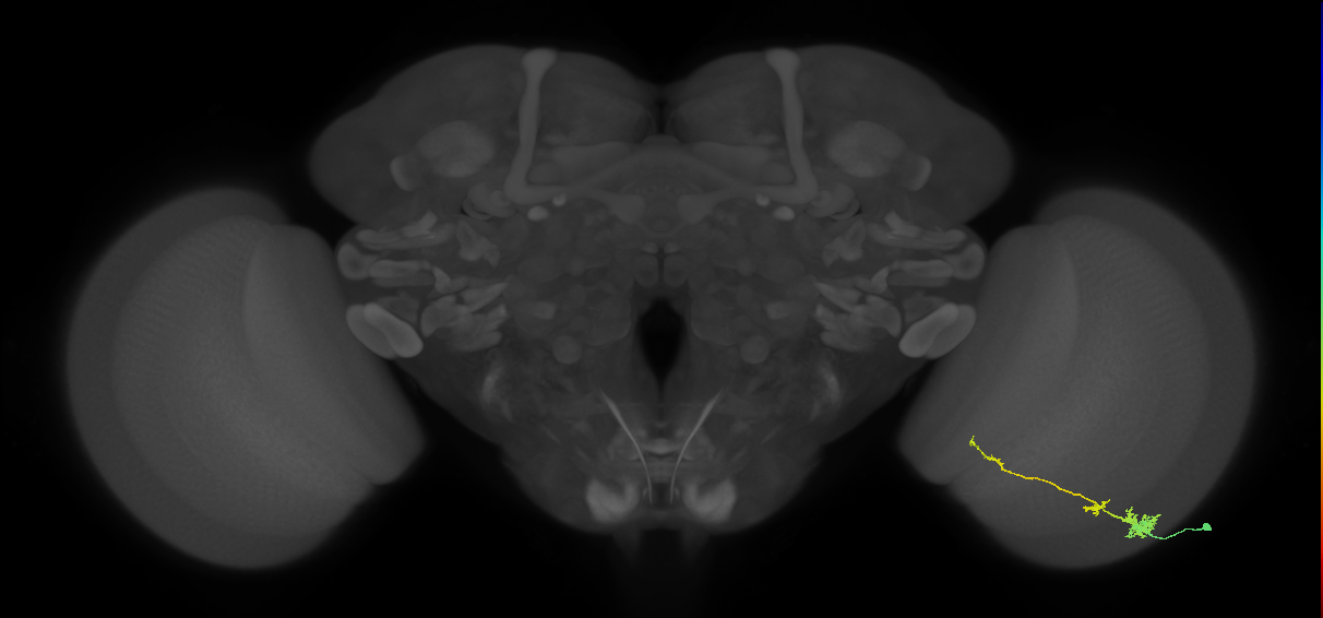 Tm4_R (MaleCNS:69490)
