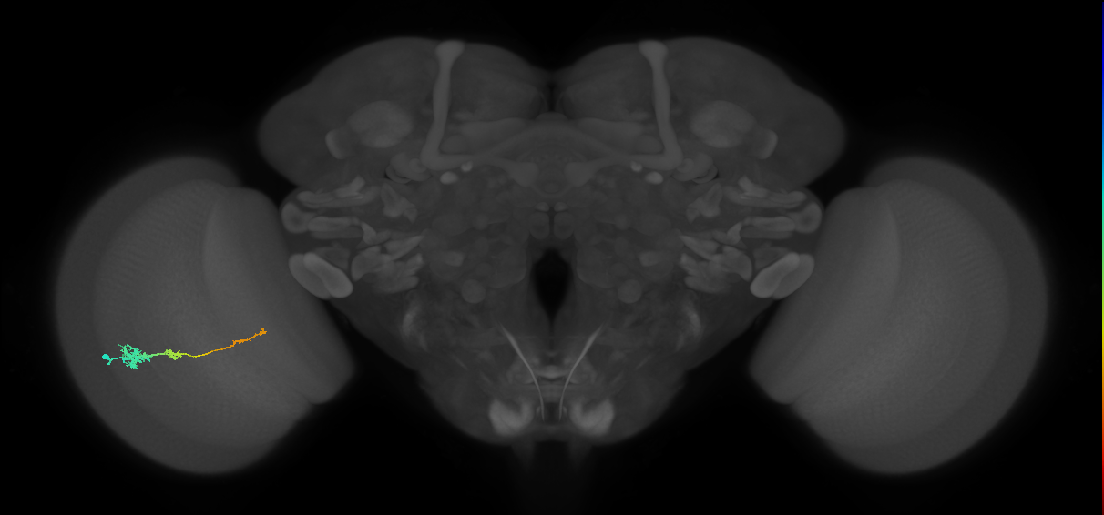 Tm4_L (MaleCNS:72954)