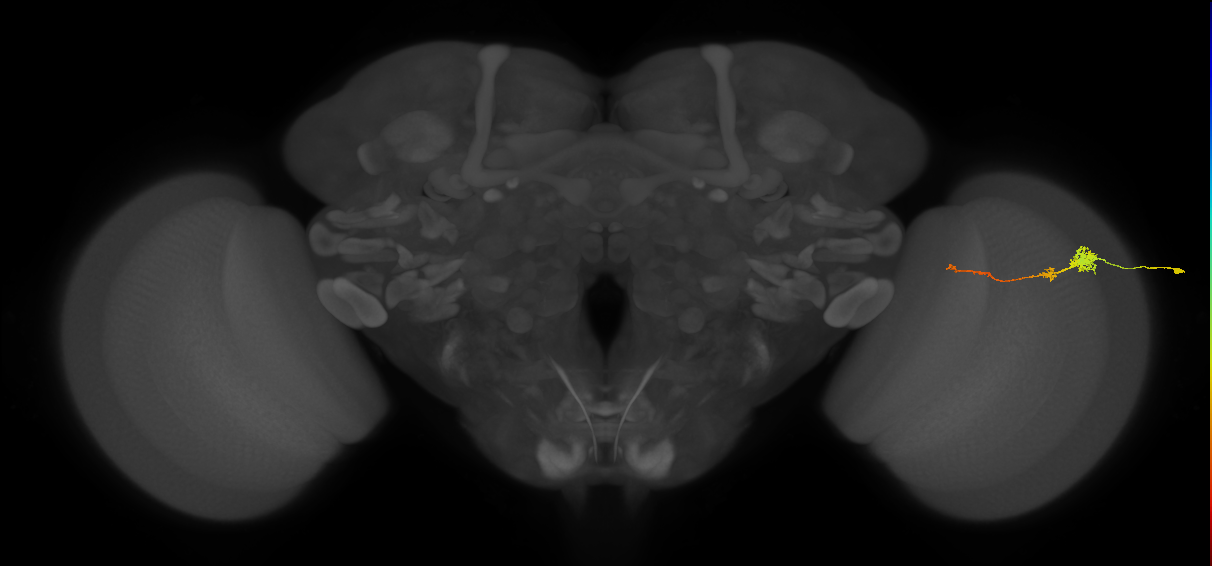 Tm4_R (MaleCNS:127302)