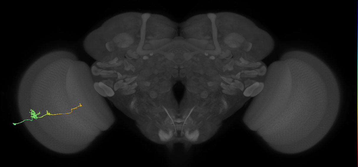 Tm4_L (MaleCNS:64737)