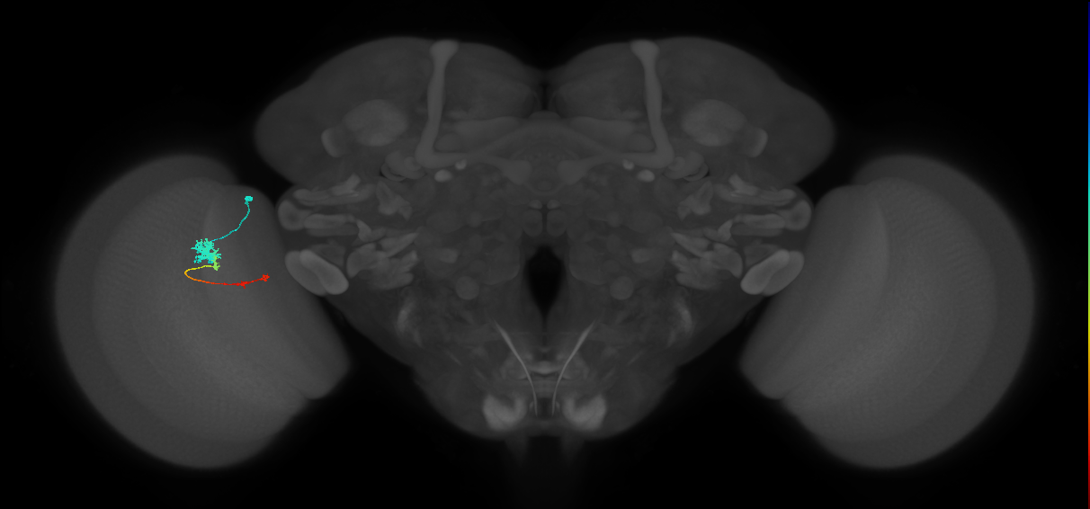 Tm4_L (MaleCNS:525558)