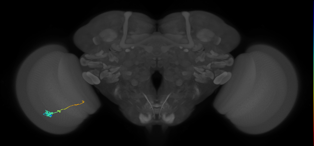 Tm4_L (MaleCNS:81032)