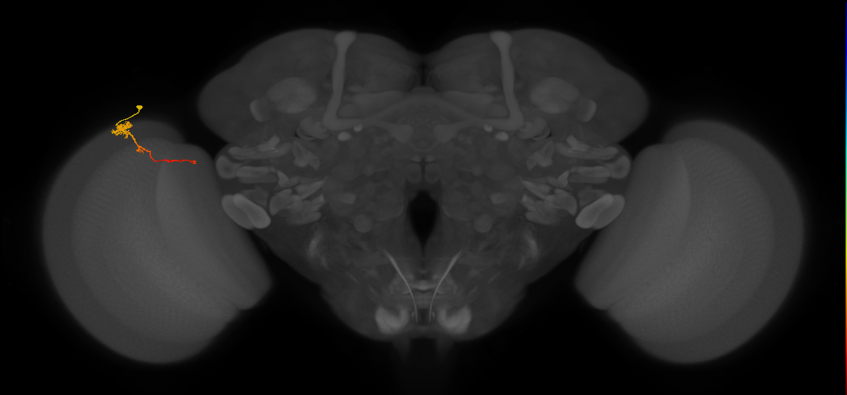 Tm4_L (MaleCNS:530588)