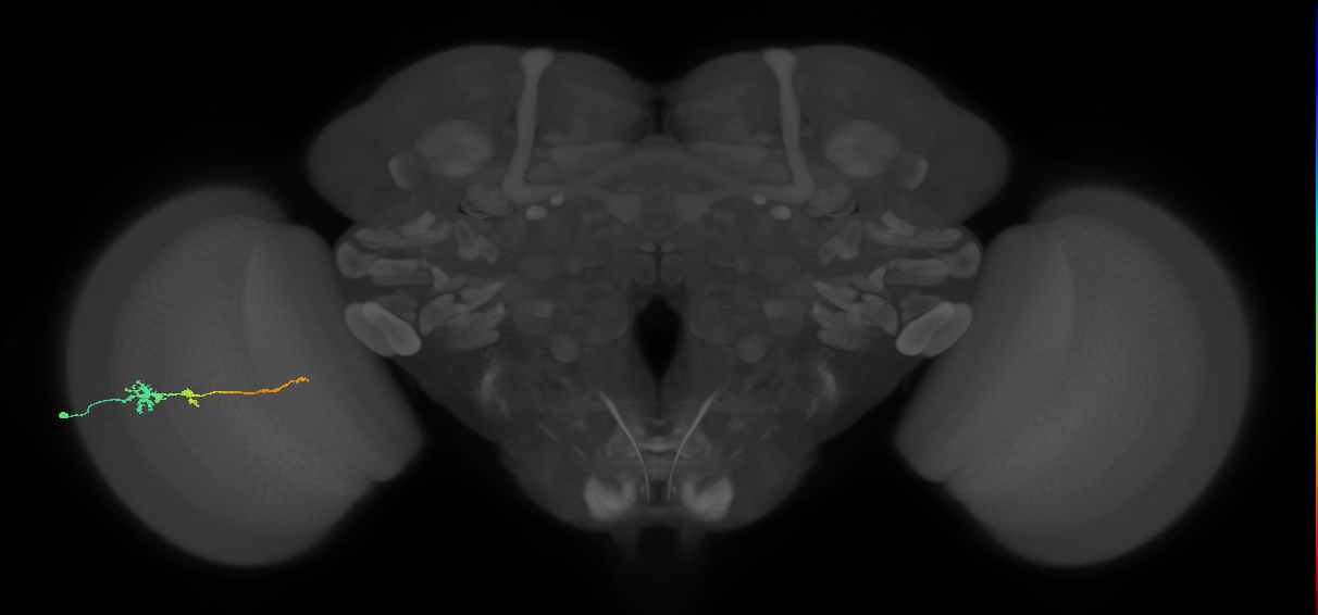 Tm4_L (MaleCNS:115948)