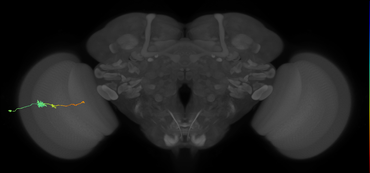 Tm4_L (MaleCNS:73190)