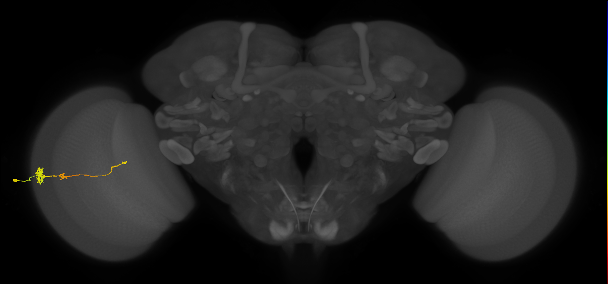 Tm4_L (MaleCNS:27410)