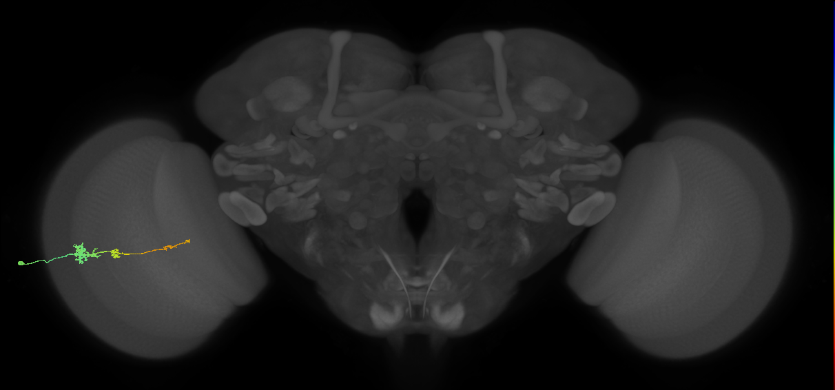 Tm4_L (MaleCNS:525666)