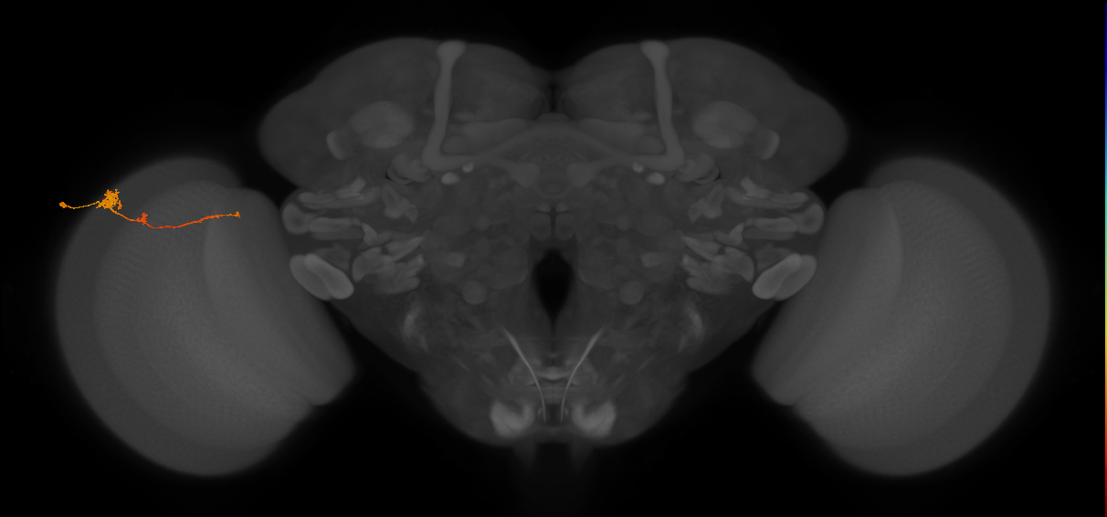 Tm4_L (MaleCNS:549301)