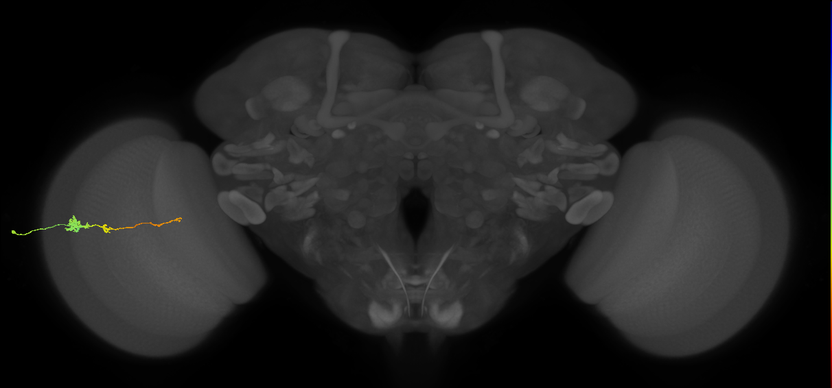 Tm4_L (MaleCNS:51042)